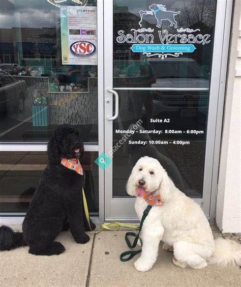 versace dog grooming va beach